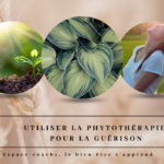 Utiliser la phytothérapie pour la guérison énergétique - le 7/11/24 en visio/live